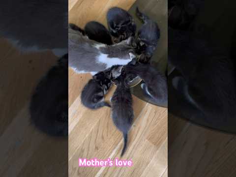 Mom’s Lochi #cat #cute kittens