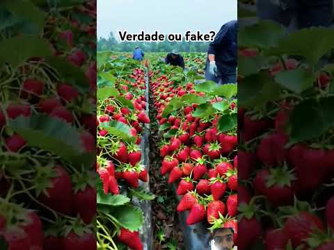 Como Plantar Morango Passo a Passo | Dicas Fáceis para uma Colheita Perfeita!