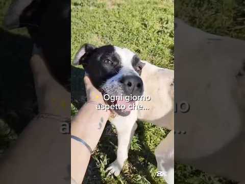 Regalo Alice Splendida Giovane Simil AmstaffPointer Cerca Adozione 