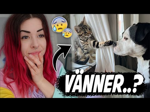 HUR GÅR DET MED DJUREN?