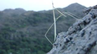 preview picture of video 'Stick insect on rock'
