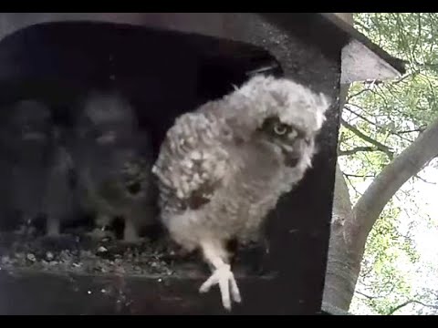 Foster chick branches! Johannesburg Spotted Eagle Owls. 04 November 2021
