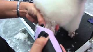 Dog Grooming - Poodle Foot Shaving