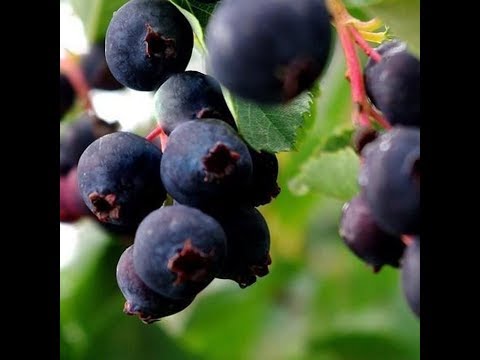 Afin canadian - Amelanchier Alnifolia, Boabe de stafide