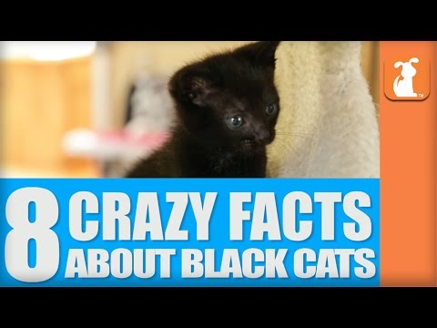 8 Crazy Facts About Black Cats