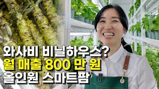 와사비 종주국 일본에도 없는 100평 스마트팜에서 2억 버는 방법