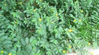 Puncture Vine, Tribulus terrestris Puncture Vine, Tribulus terrestris