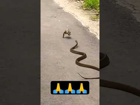 Jai Mahakal🙏🙏🙏#shorts #mahadev #shankar #yt #ytshorts #mahakal_status #snake #jai #hindudeity #bhole