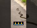 Jai Mahakal Shorts Mahadev Shankar Yt Ytshorts Mahakal Status Snake Jai Hindudeity Bhole