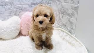 ハーフ犬の動画01