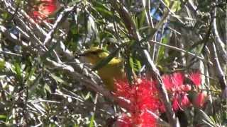 preview picture of video 'Yellow Honeyeater with Bottlebrush flowers'
