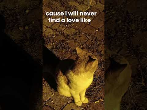 HONNE-location unknown #honne#locationunknown#lyrics#cat
