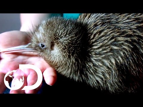 YouTube video about: Can you have kiwi birds as pets?