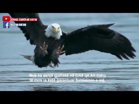 Recitim i Mrekullueshem   Surja Hud  1 11  Muhammad Al Luhaidan