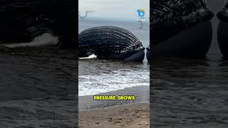This is why Whales explode. ⚠️ Sensitive