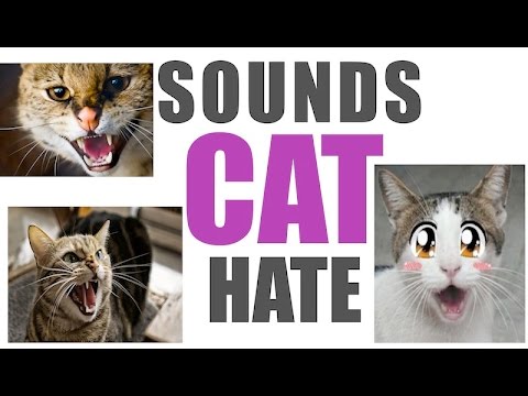 Sounds Cats Hate All Time | HQ