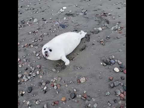 Baby seal don't want people too close for comfort.