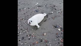 Baby seal don&#39;t want people too close for comfort.