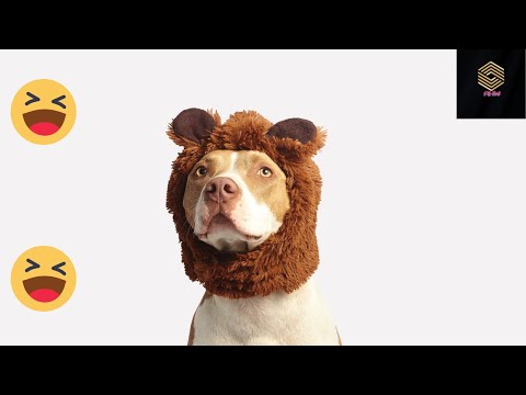 👀 Funny Dogs and Cat |Funniest Pets| Anusha HW channel 🤣