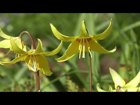 whatsapp status : beautiful green white flowers 🌺🌺 flowing in air