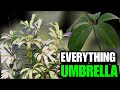 All You Need To Know About The Umbrella Tree (Schefflera Arboricola) (Schefflera actinophylla)