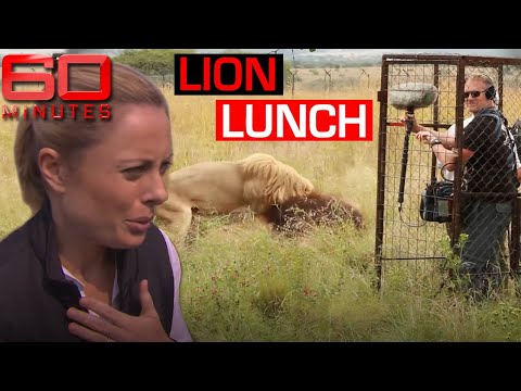 Male lion goes after TV film crew | 60 Minutes Australia