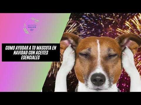 Como ayudar a tu mascota en navidad con aceites esenciales Ines Campuzano & Liliana Malagon