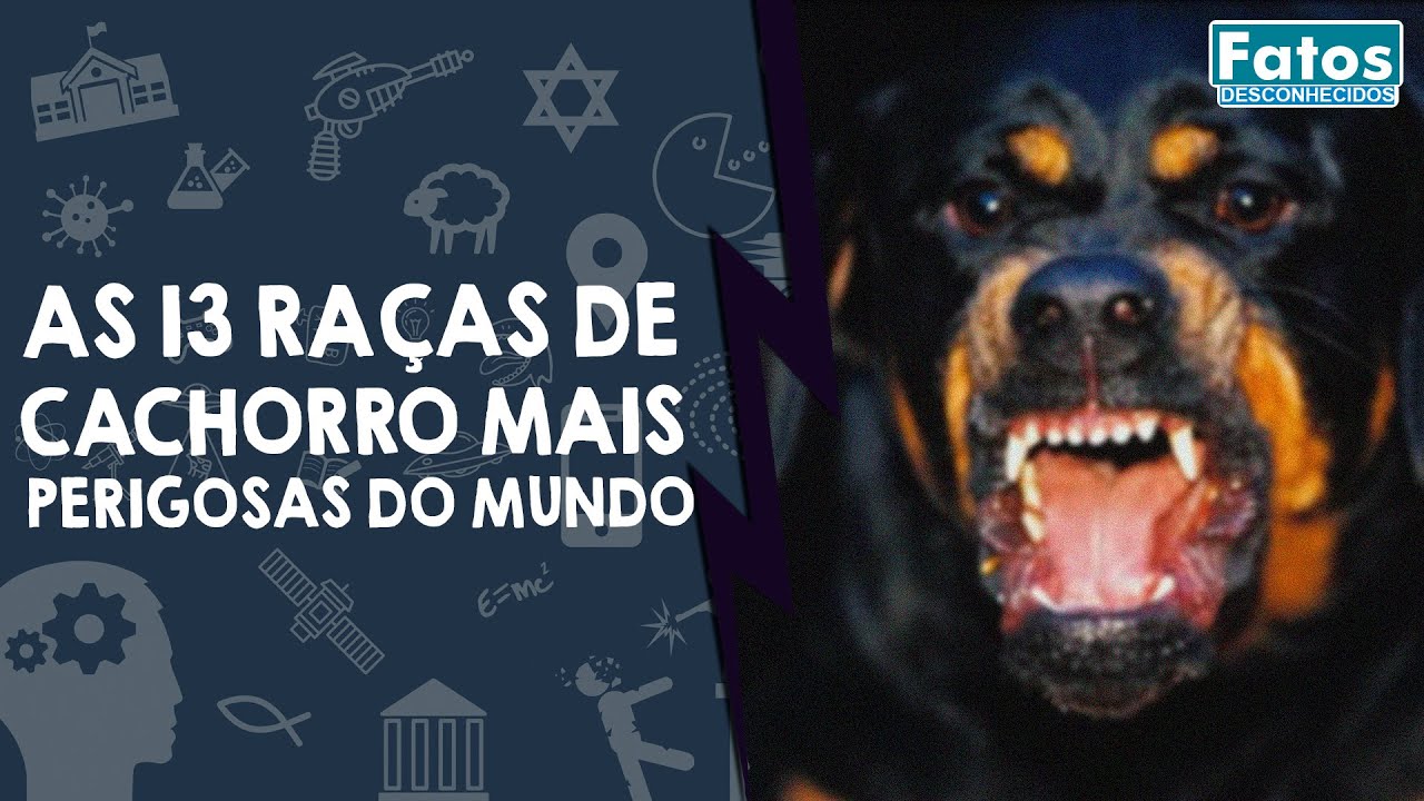 As 13 raças de cachorro mais perigosas do mundo
