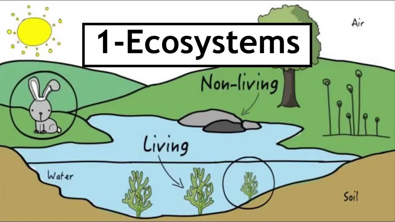 Ecosystems Section 1  Ecosystems Definitions