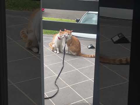 The affection they have for each other