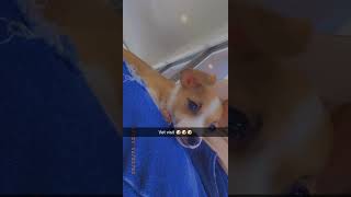 Chiweenie Puppies Videos