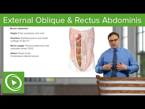 External Oblique & Rectus Abdominis Muscle – Anatomy | Lecturio