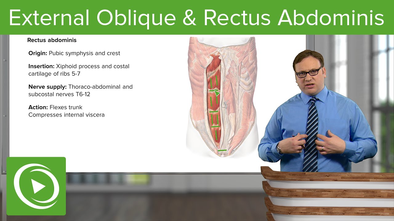 External Oblique & Rectus Abdominis Muscle – Anatomy | Lecturio - YouTube