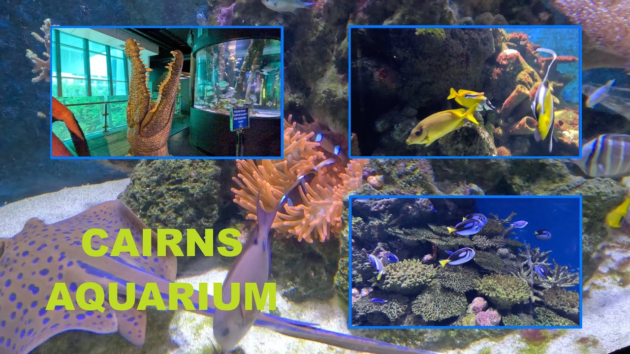 Experience a virtual tour of Cairns Aquarium.