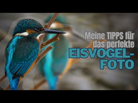Wie auch DU das perfekte Foto vom Eisvogel hinbekommst