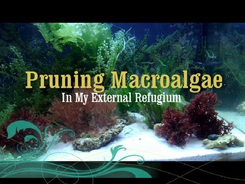 Reef Tank: How to Prune Macro Algae in a Refugium