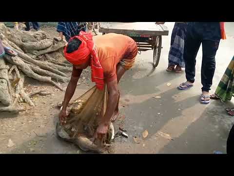 Amazing Fastest Giant Bluefin Tuna Fishing Skill - Most Satisfying Sea Fishing Video " USA/UK