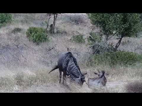 Djuma: Impalas, Wildebeests and Warthogs - 13:45 - 03/11/2022