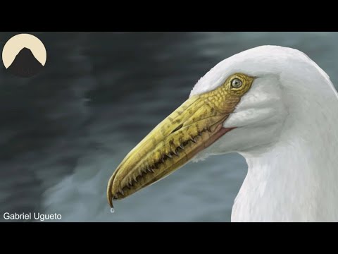 Pelagornis, der größte Seevogel, der je gelebt hat