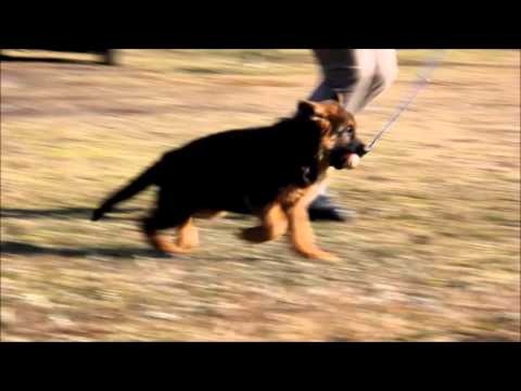 ღ HASITA Primo mio Grande