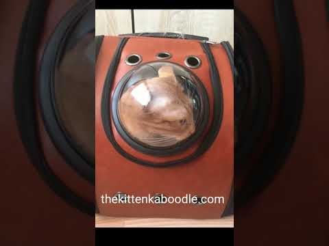 The Best Cat Travel Carrier For Small Dogs & Cats | The Kitten Kaboodle