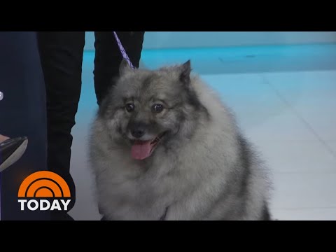 Hoda And Meredith Meet The World’s Cutest Rescue Dog | TODAY
