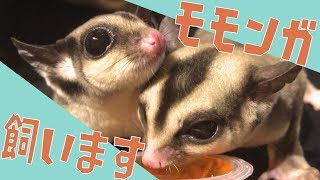 【動物】めっちゃかわいいモモモモモンガーの紹介【フクロモモンガ】