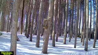 Lynx Pair Pursue Fisher Up and Down Pines || ViralHog