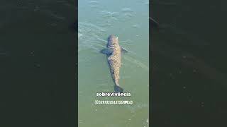 Por Que Estão Bombeando Ar Debaixo de um Lago Congelado? 🤔 #curiosidades #fatoscuriosos #shorts