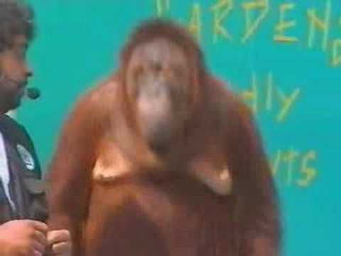 chimpanzee`s Magic