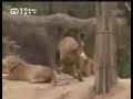 León versus Tigre ¿Cuál es el rey?