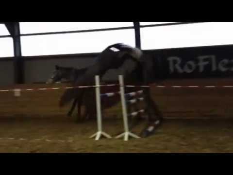 Casisto, von Cascari-Levisto-Kolibri