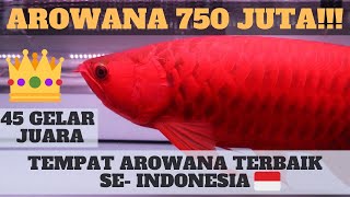 Download lagu Tempat Ikan Arowana Super Red Terbaik Se Indonesia... mp3