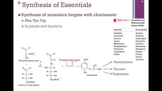 137-Synthesis of Essential Amino Acids